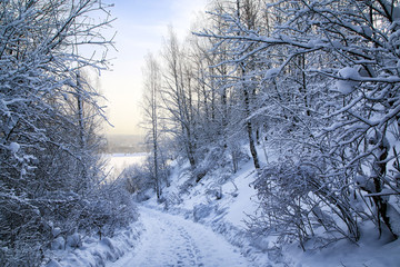 White snow covered tress in a winter