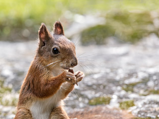 closeup view of red squirrel eating nut on blurred park scene background