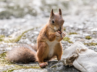 Naklejka na ściany i meble park squirrel sitting on grey stone and holding nut against blurred background