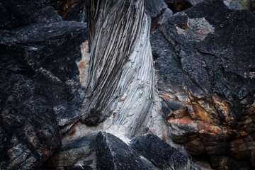 burnt tree trunk, Ellery Big Hole