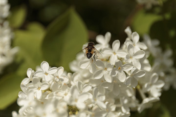 Shaggy bee collecting pollen on a white lilac flower.