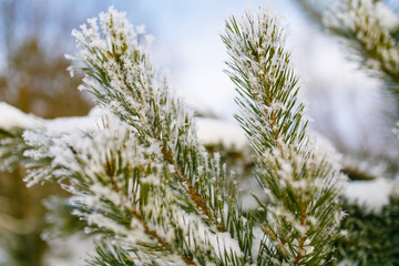 Pine branch covered in snow. Snowflakes macro