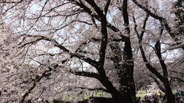 東京　春　桜満開の下で花見を楽しむ人々　イメージ