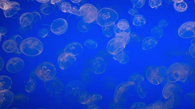 4K HD Video of small glowing Moon Jellyfish on a blue background. The jellyfish is translucent and can be recognized by its four horseshoe-shaped gonads, easily seen through the top of the bell.