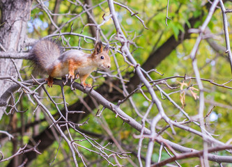 Beautiful squirrel jumping from branch to branch.