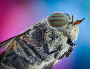 Gadfly with large eyes macro.