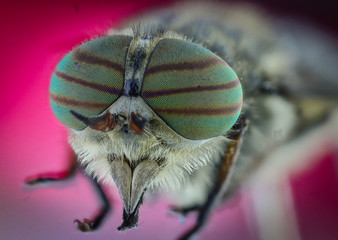 Gadfly with large eyes macro.