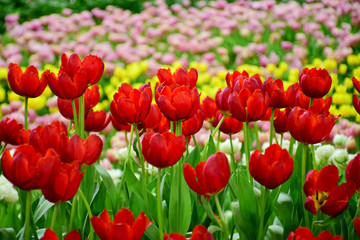 Colorful tulip flower blooming in garden