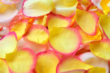 Petals of rose flower for sweet background