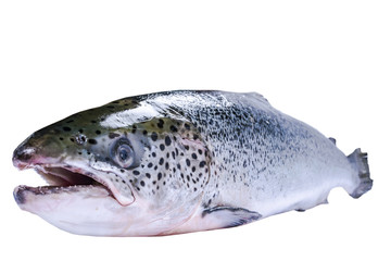 Salmon fish isolated on white background. Fresh wild salmon isolated on a white. Fresh whole salmon. Empty space for text. Copy space.