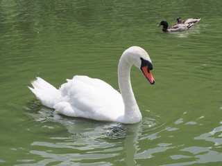白鳥と鴨
