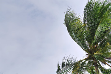 Low Angle View of Coconut Tree Against Cloudy Sky