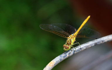 Dragonfly in its natural habitat.