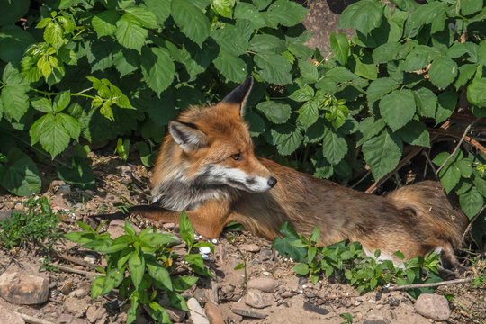 wildtier