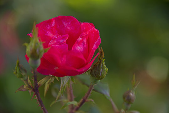 FLOWERS - rose on a green background