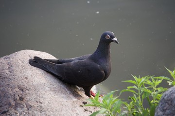 Vjaher