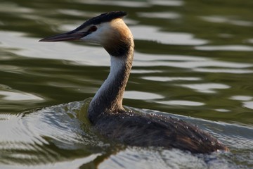 Chomga