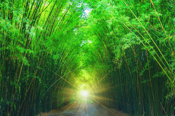 Bamboo forest. Jungle background in Nakhon Nayok,Thailand