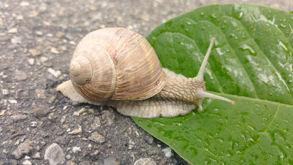 snail on the leaf