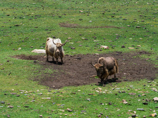 Two yaks are eating grass in the foothills of the Himalayas 