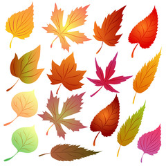 Fototapeta na wymiar autumn leaves vector set seasonal theme