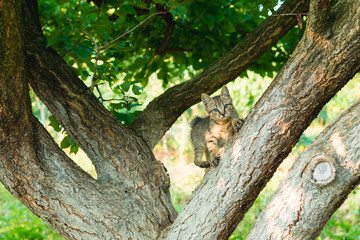 A colorful kitten climbing in the tree. Cat is hanging on the tree and hunting in summer