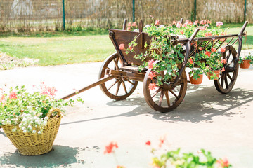 Fototapeta na wymiar A wheelbarrow wooden decoration in a garden. garden decoration concept. sunny day