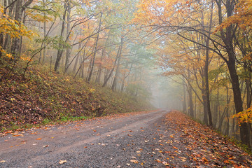 Misty autumn forest road from the Dolly Sods Wilderness near Davis, West Virginia (USA).
