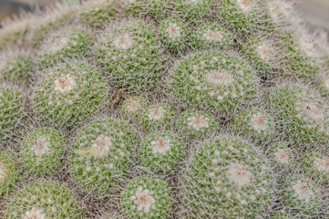 Closeup of cactus