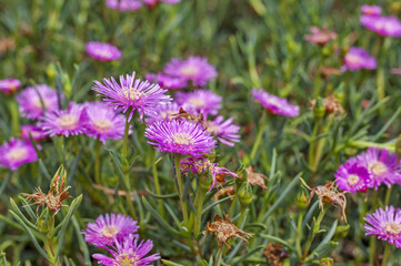 Pink hardy ice plant