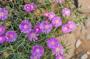 Pink hardy ice plant