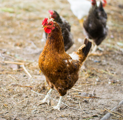 Beautiful rooster and hens on nature background.