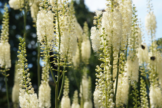 Cimicifuga cordifolia or imicifuga racemosa white plants