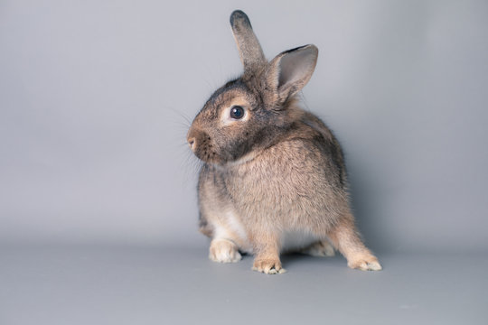 Incredulous little baby bunny rabbit looking at the camera. Adorable and smart face.