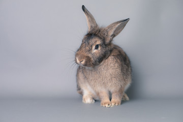 Incredulous little baby bunny rabbit looking at the camera. Adorable and smart face.