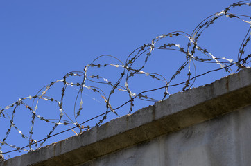 Coils of barbed wire with spikes over the concrete fence closeup