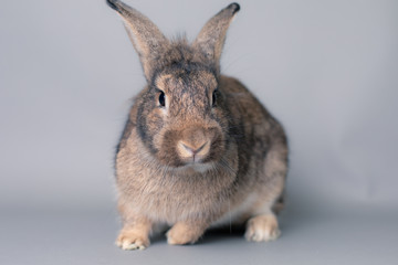 Incredulous little baby bunny rabbit looking at the camera. Adorable and smart face.