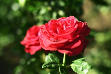 Roses are garden, blooming.