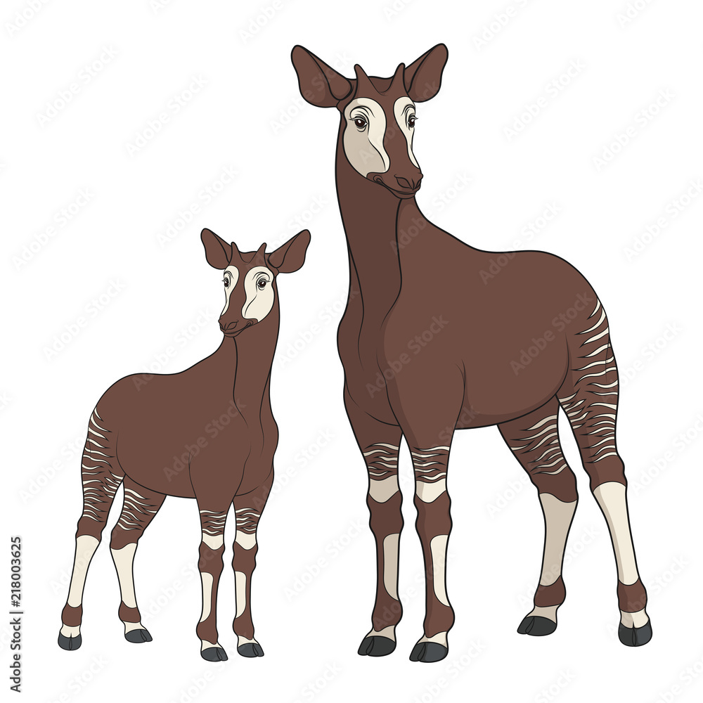 Poster colored illustration with okapi image. isolated vector objects on white background.