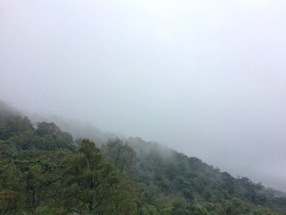 View landscape fog in the forest mountain