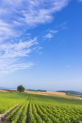 丘の町・美瑛の田園風景