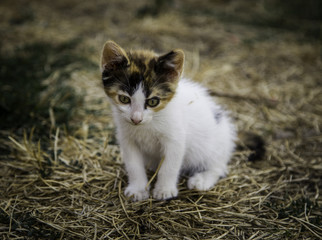 Fototapeta premium Stray kitty cat