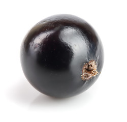 One black currant isolated on white background