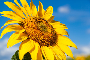 A bright yellow sunflower stands in a field of sunflowers, a field of sunflowers in a summer sunny day, a blurred background of sunflowers