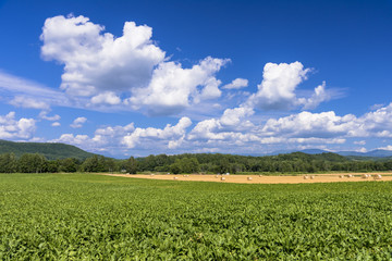 丘の町・美瑛の田園風景