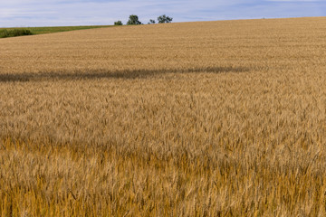 丘の町・美瑛の田園風景