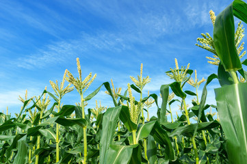 【青森県弘前市岩木山麓】岩木山麓は嶽きみの花が満開