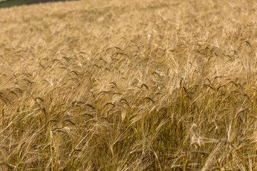 丘の町・美瑛の田園風景