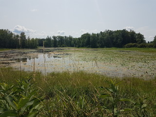 Wetlands, lakes in the summer season