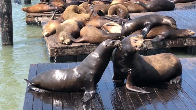 4K HD video of Sea Lions hauled out on wood platforms displaying mating behavior. California sea lions breed around May to June. Males and females reach sexual maturity between 4-5 years old.